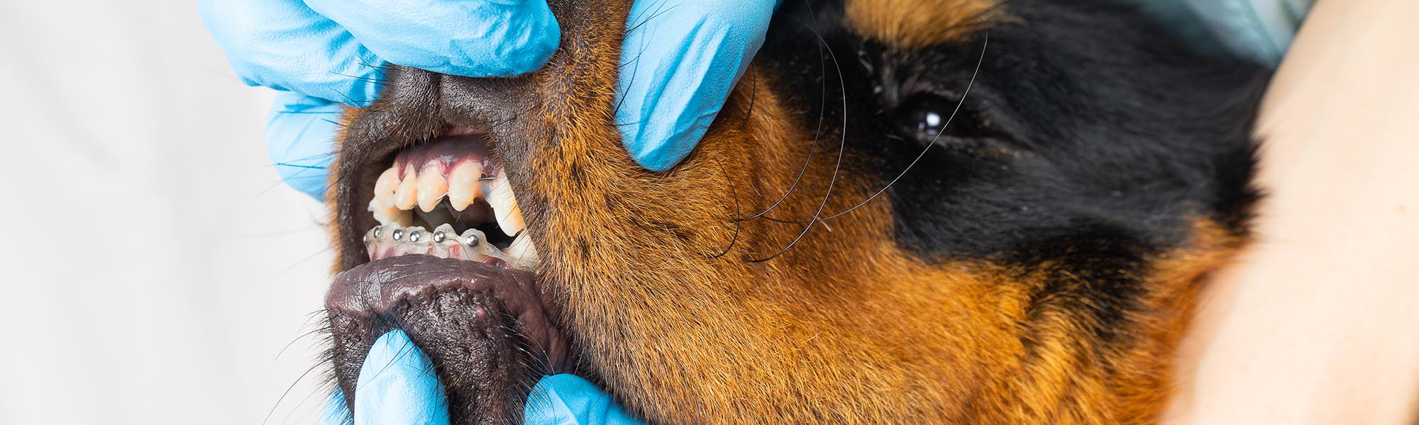 Are Braces Safe for Dogs? Everything You Need to Know About Canine Braces